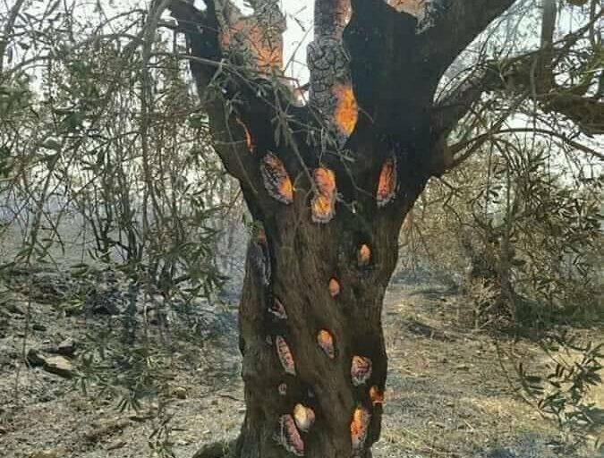 A barren tree in Damascus which appears to be burning from the inside